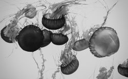 Java初心者　オセロを作ってみた（第１回）